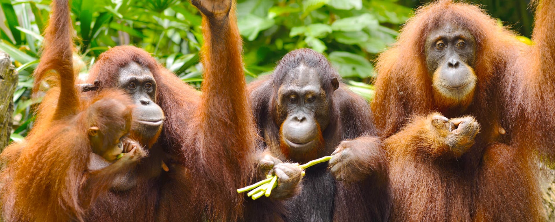 Familienabenteuer Borneo ab Kota Kinabalu: Borneo Orang Utans