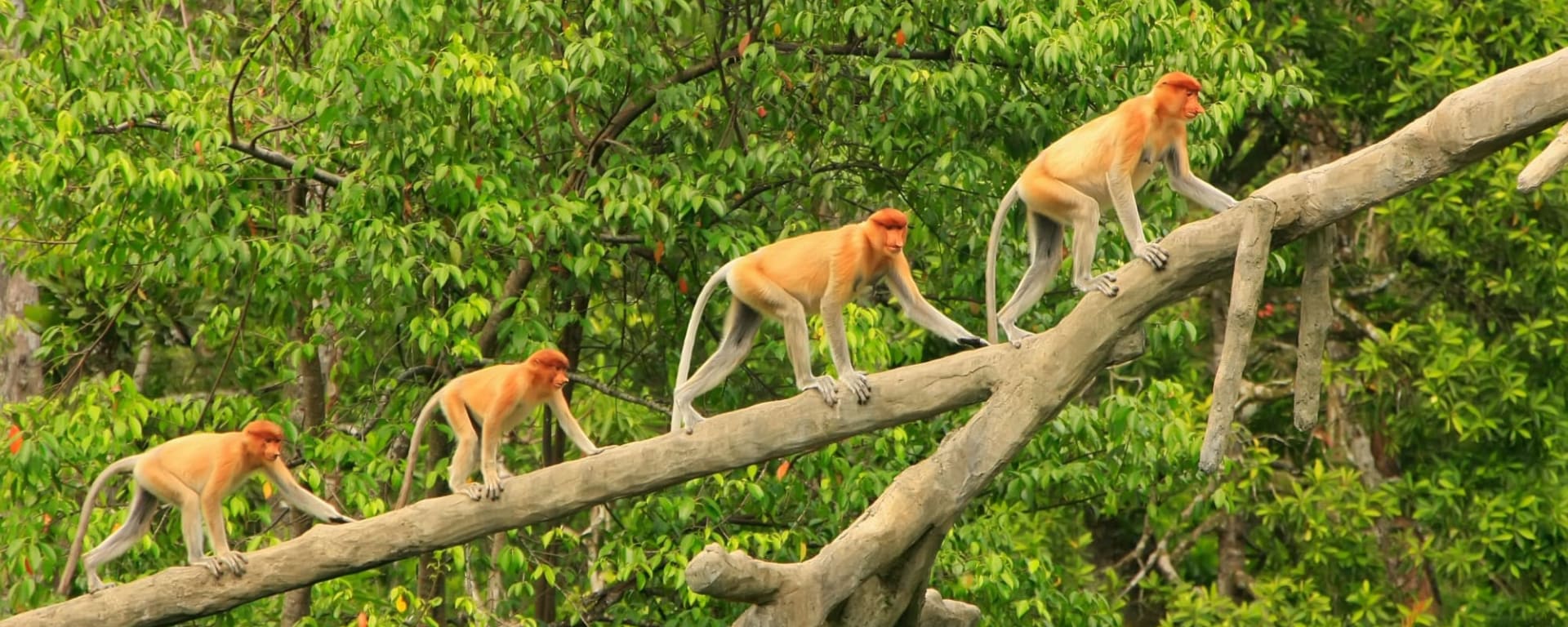 Familienabenteuer Borneo ab Kota Kinabalu: Borneo Nasenaffen