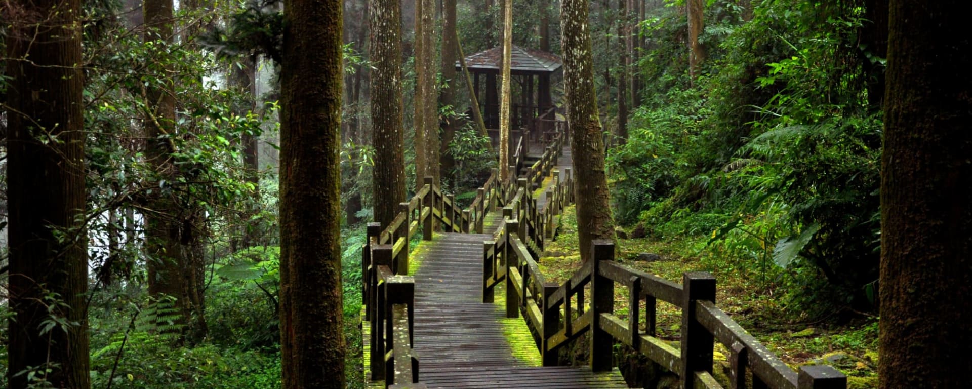 Große Taiwan Mietwagenreise ab Taipei: Taiwan Alishan Fenqihu Wanderweg
