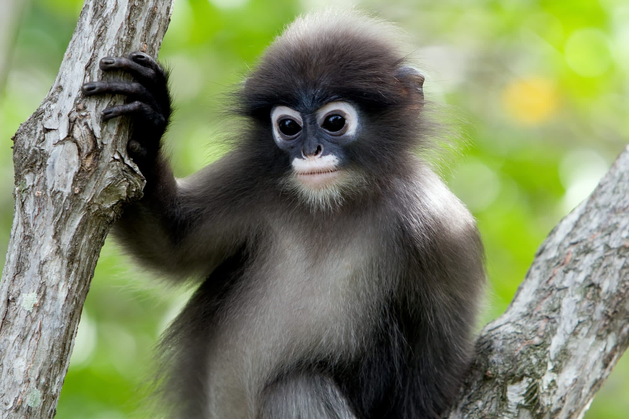Familienabenteuer Borneo ab Kota Kinabalu: Borneo Sabah Südlicher Brillenlangur