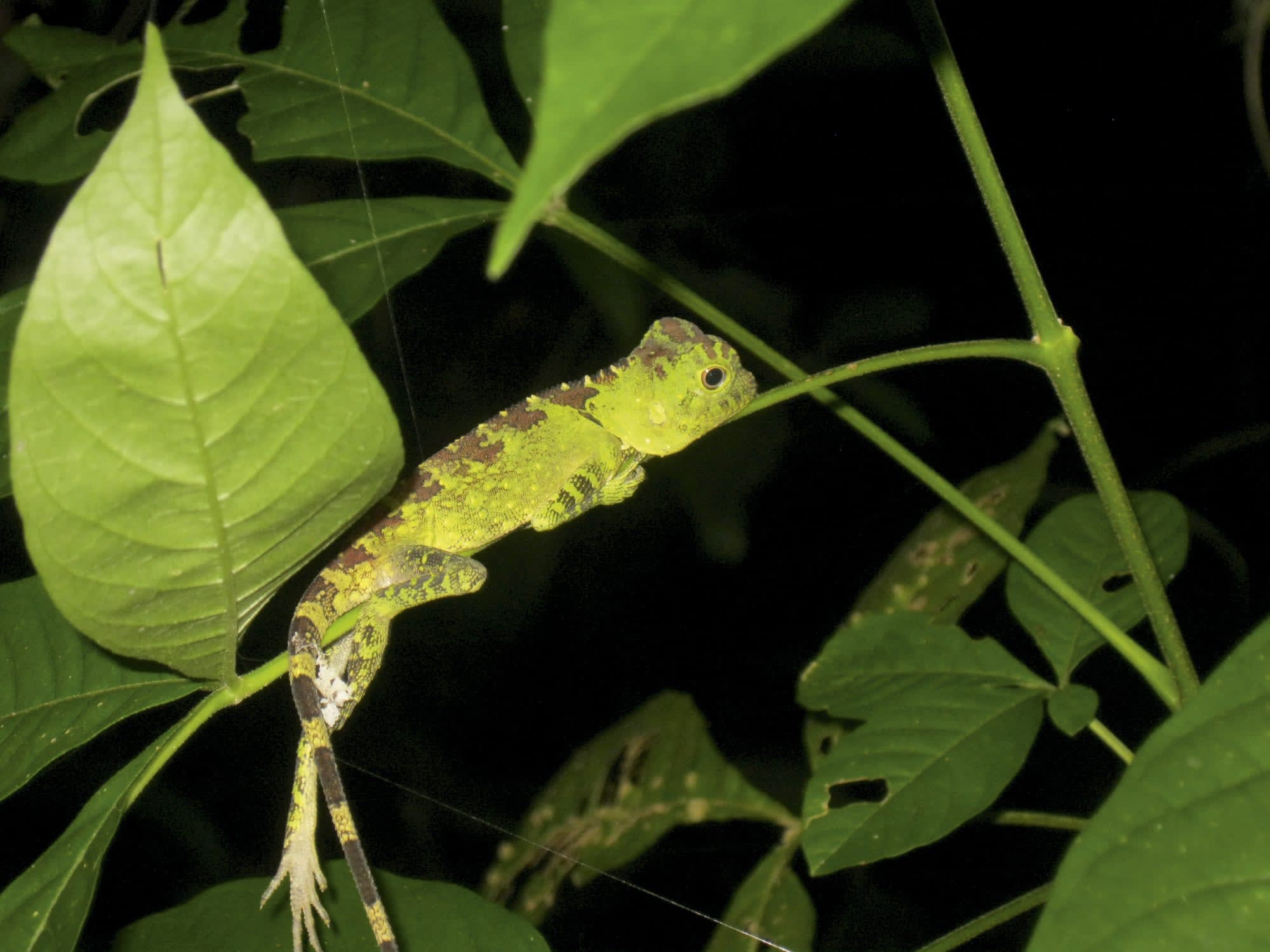 Familienabenteuer Borneo ab Kota Kinabalu: Borneo Gecko