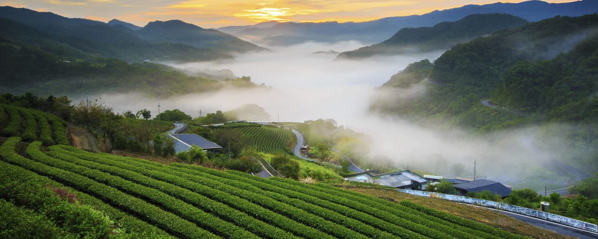 Taiwans Norden - Kultur & Naturschätze ab Taipei: Taiwan Pinglin Teefelder