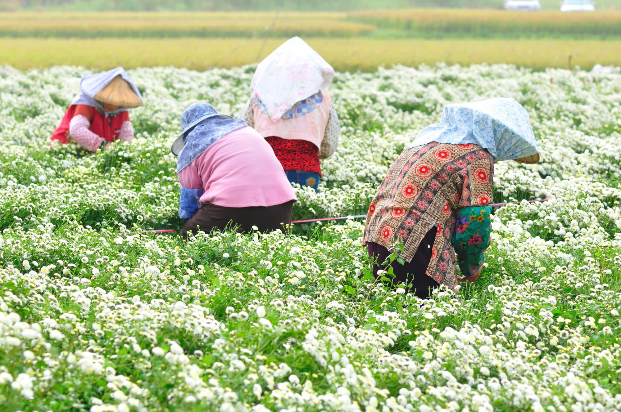 Taiwans Norden - Kultur & Naturschätze ab Taipei: Taiwan Blumenpfluecker