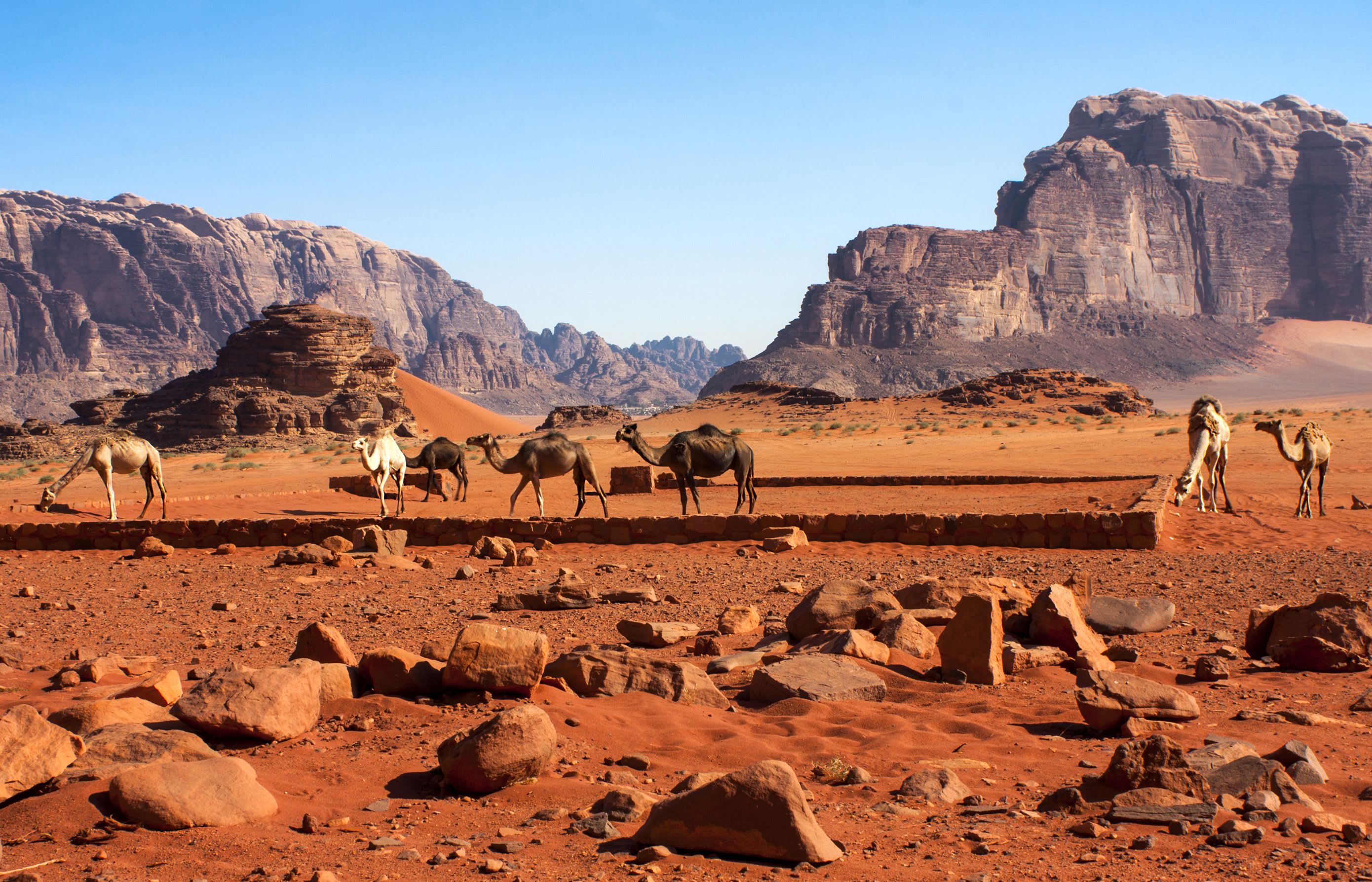 Jordanien hautnah - kulinarische Erlebnisreise ab Amman: Jordanien Wadi Rum Kamele