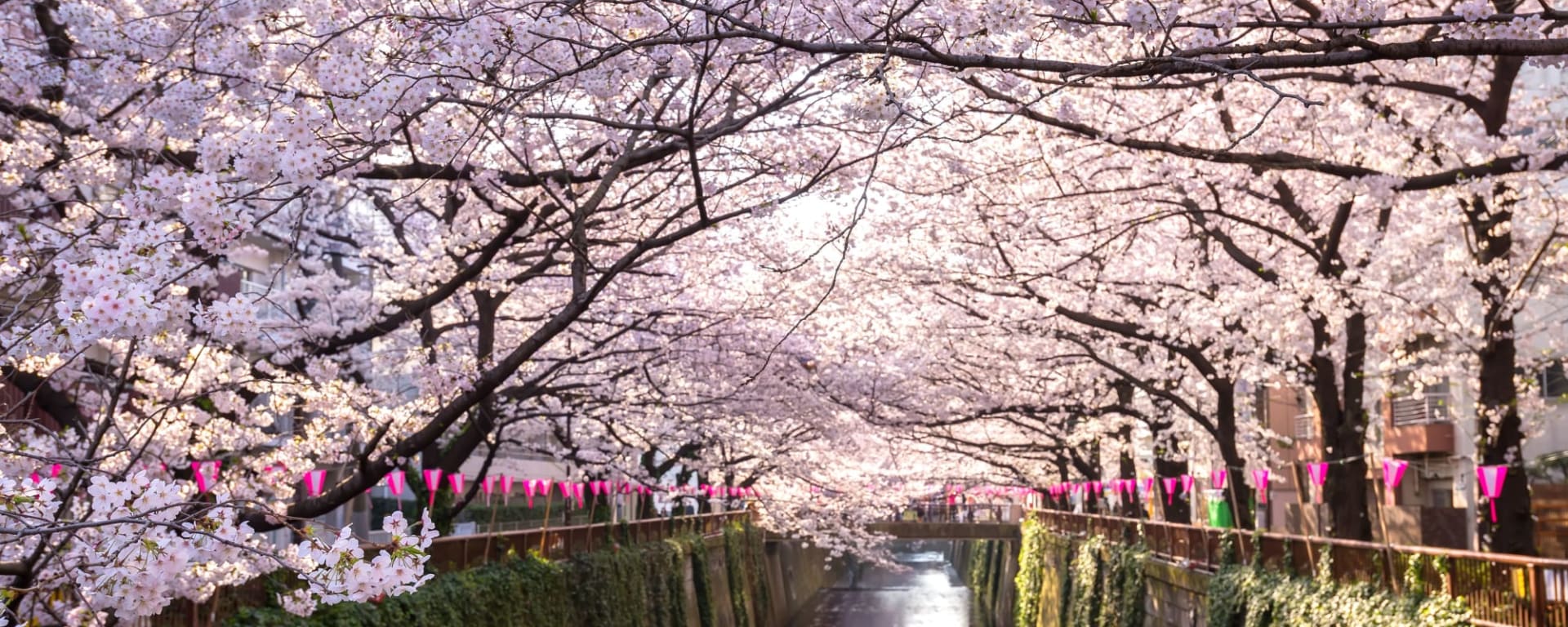 Die Höhepunkte Japans inkl. Flug EK ab Tokio: Japan Tokio Kirschblüte