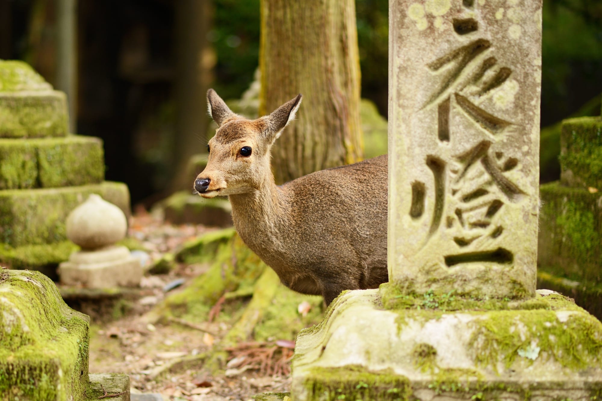 Das Land der Geishas inkl. Flug ab Tokio: Japan Nara Rotwild