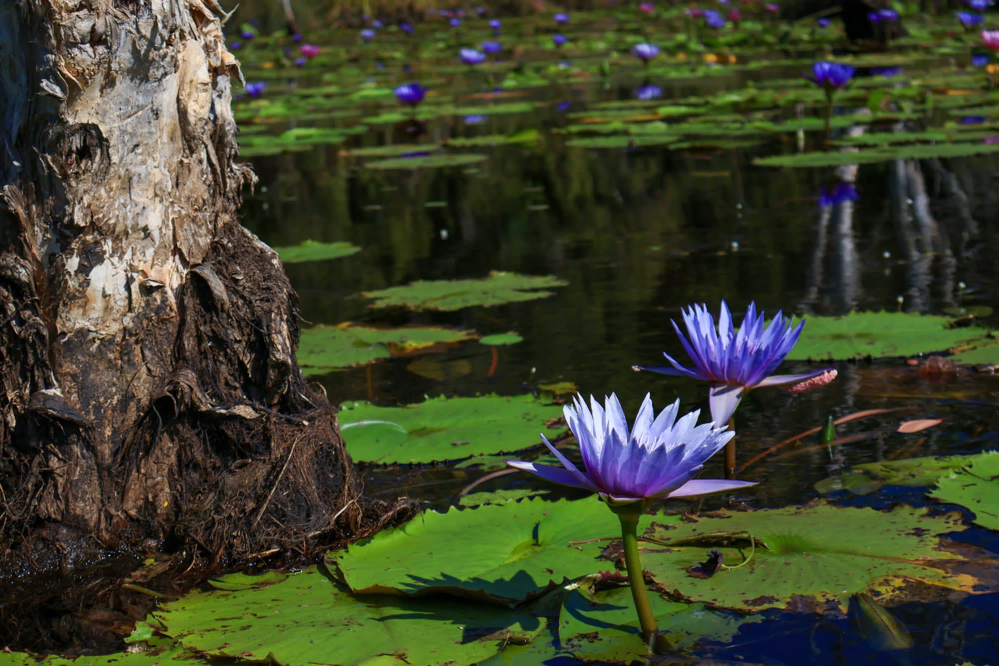 Ursprüngliches Chanthaburi ab Bangkok: Thailand Chanthaburi Thai Everglades Lotus