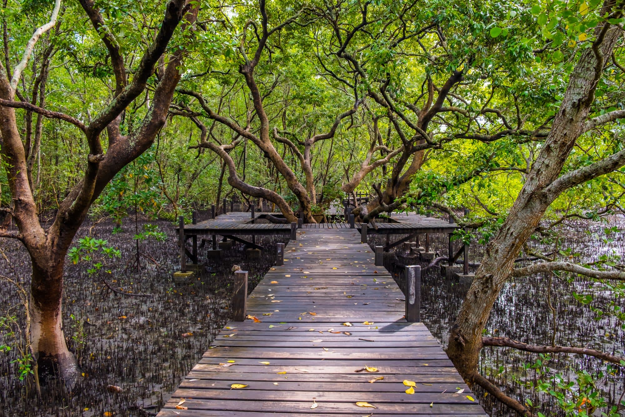 Ursprüngliches Chanthaburi ab Bangkok: Thailand Rayong Mangrovenlandschaft