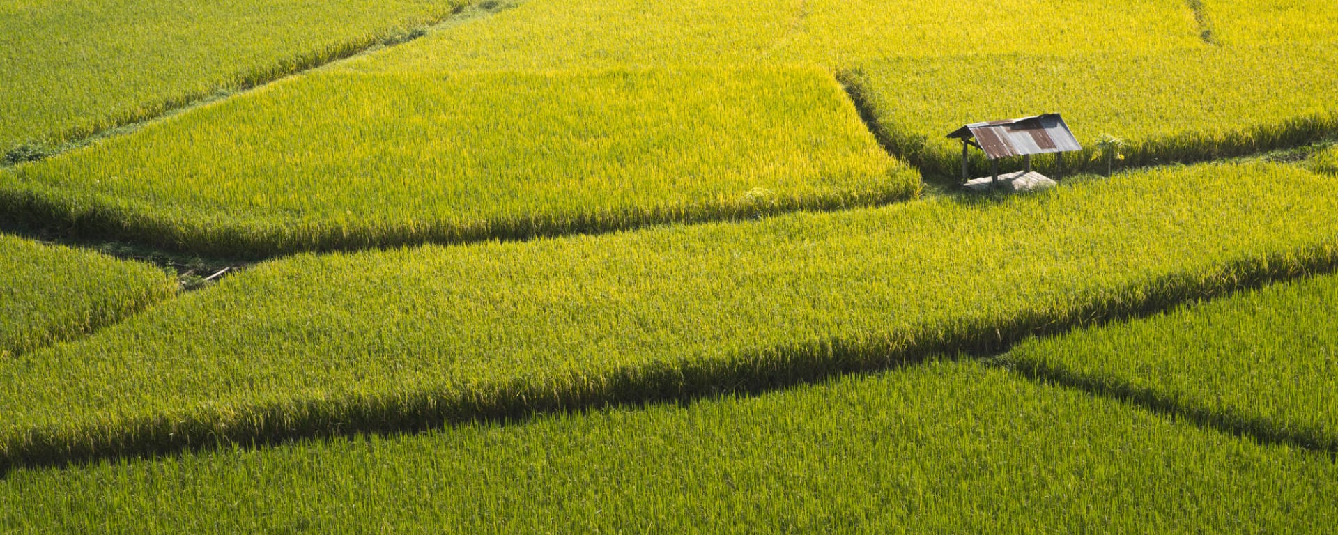 Siams Crossroads - auf neuen Wegen durch Thailands Norden ab Chiang Mai: Thailand Nan Reisfeld