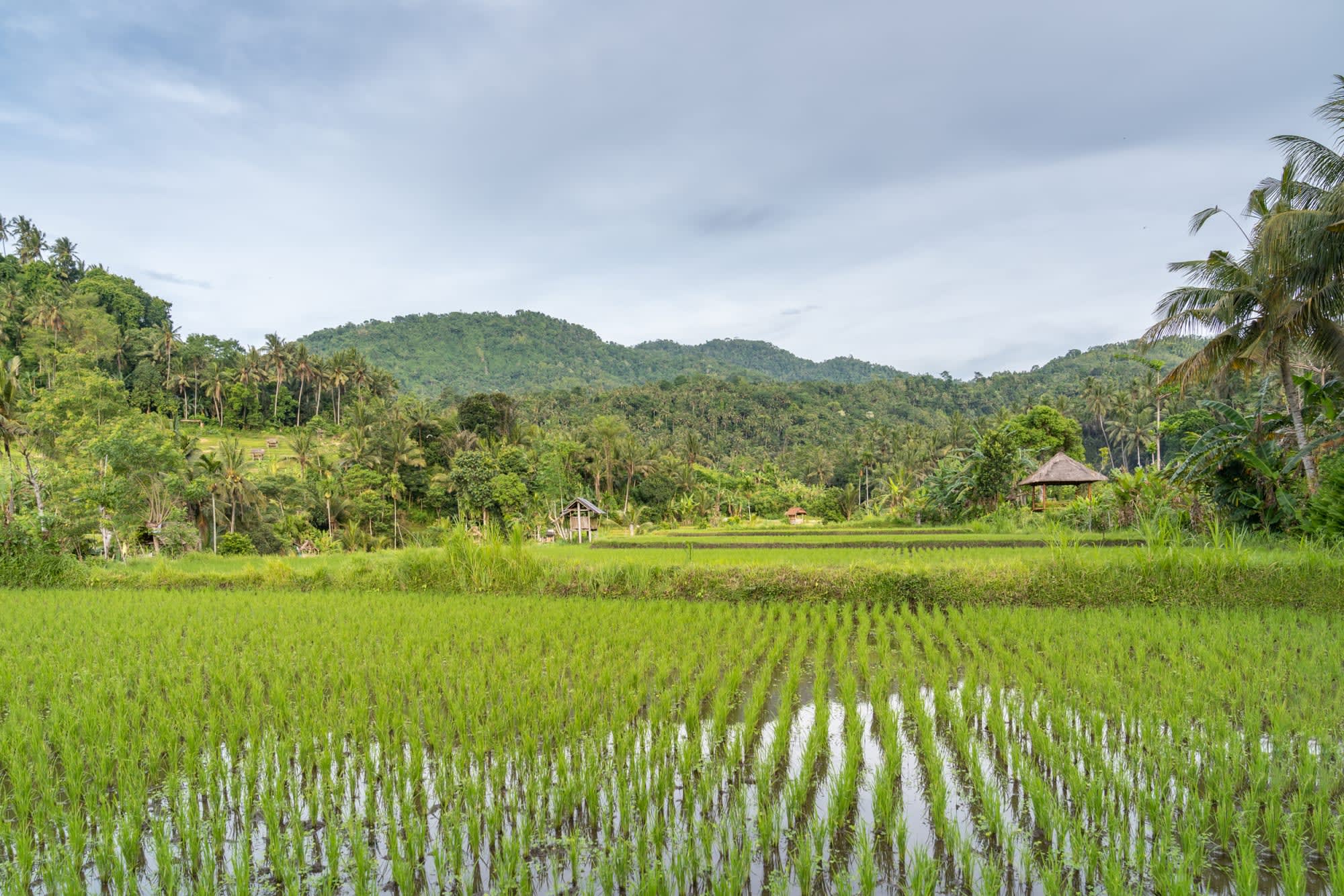 Bike Bali - Die Götterinsel mit dem E-Bike ab Zentral-Bali | Ubud: Indonesien Bike Bali