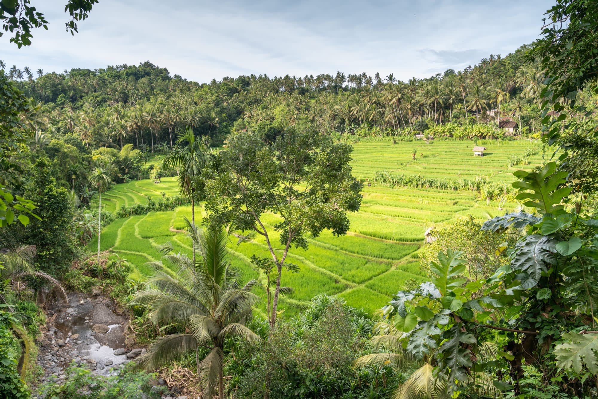 Bike Bali - Die Götterinsel mit dem E-Bike ab Zentral-Bali | Ubud: Indonesien Bike Bali