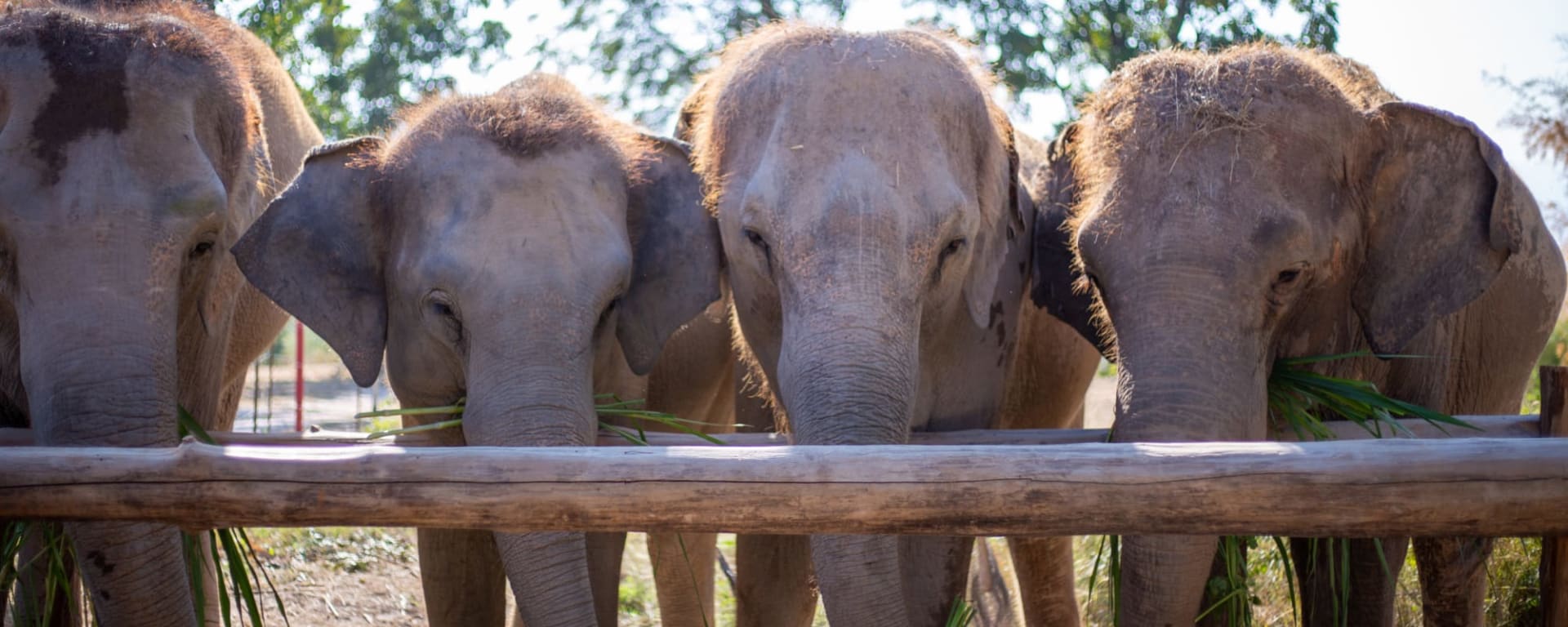 Bush Camp Elephant Safari Chiang Mai 2 Tage: Thailand Chiang Mai The Bush Camp Safari