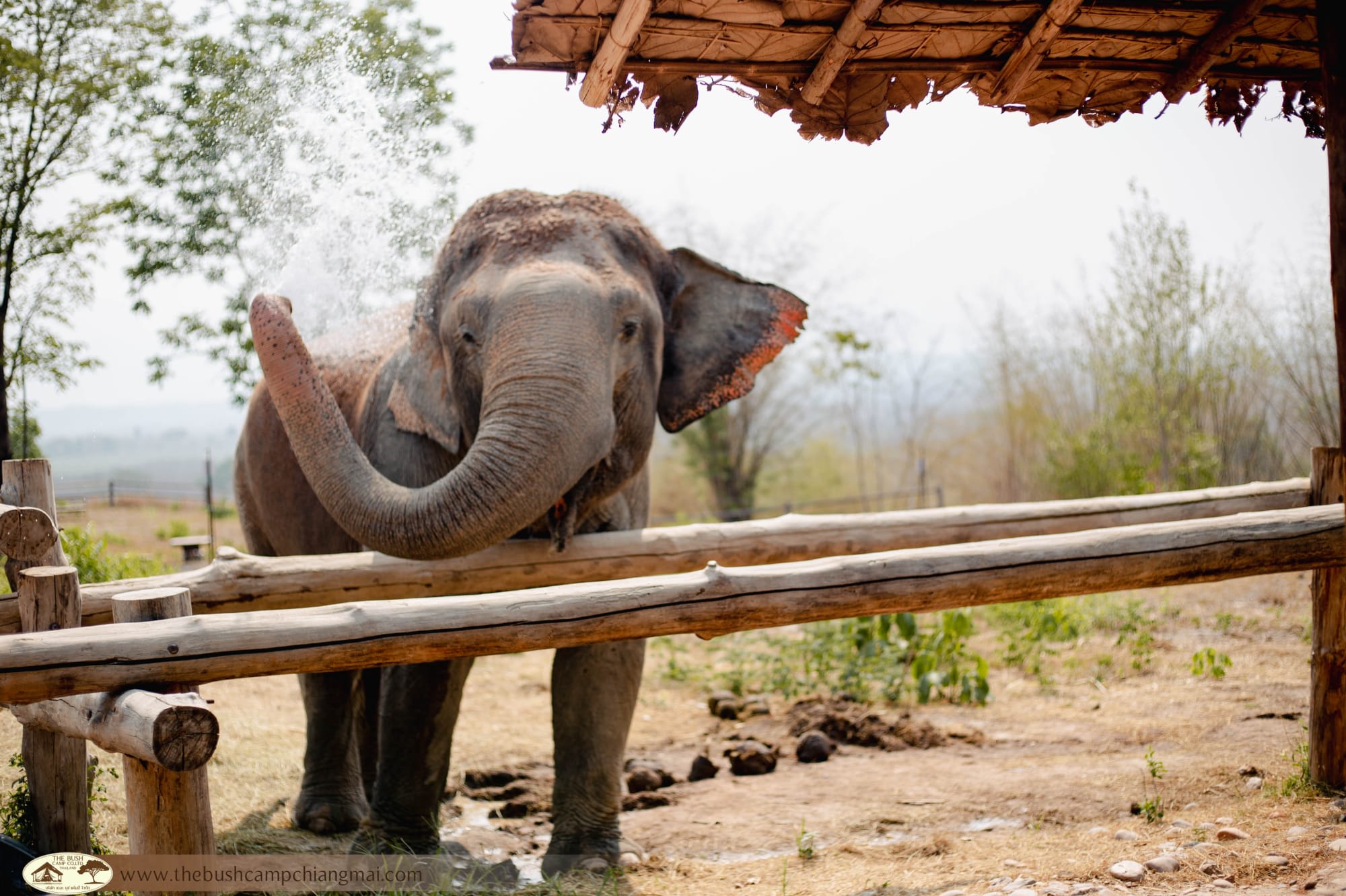 Bush Camp Elephant Safari Chiang Mai 2 Tage: Thailand Chiang Mai The Bush Camp Safari