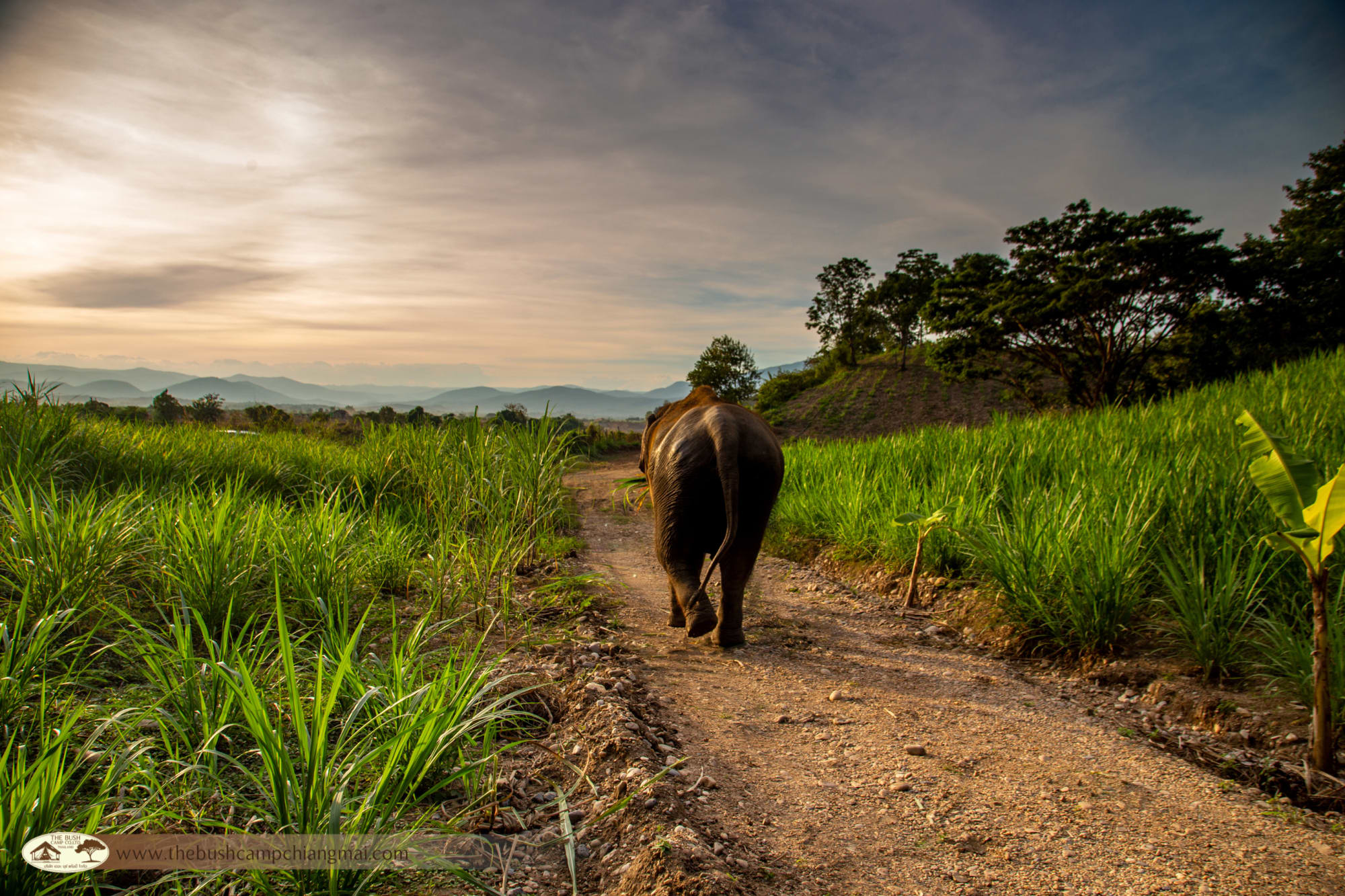 Bush Camp Elephant Safari Chiang Mai 2 Tage: Thailand Chiang Mai The Bush Camp Safari