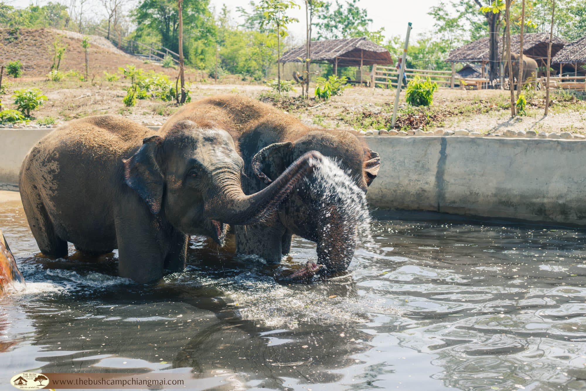 Bush Camp Elephant Safari Chiang Mai 2 Tage: Thailand Chiang Mai The Bush Camp Safari