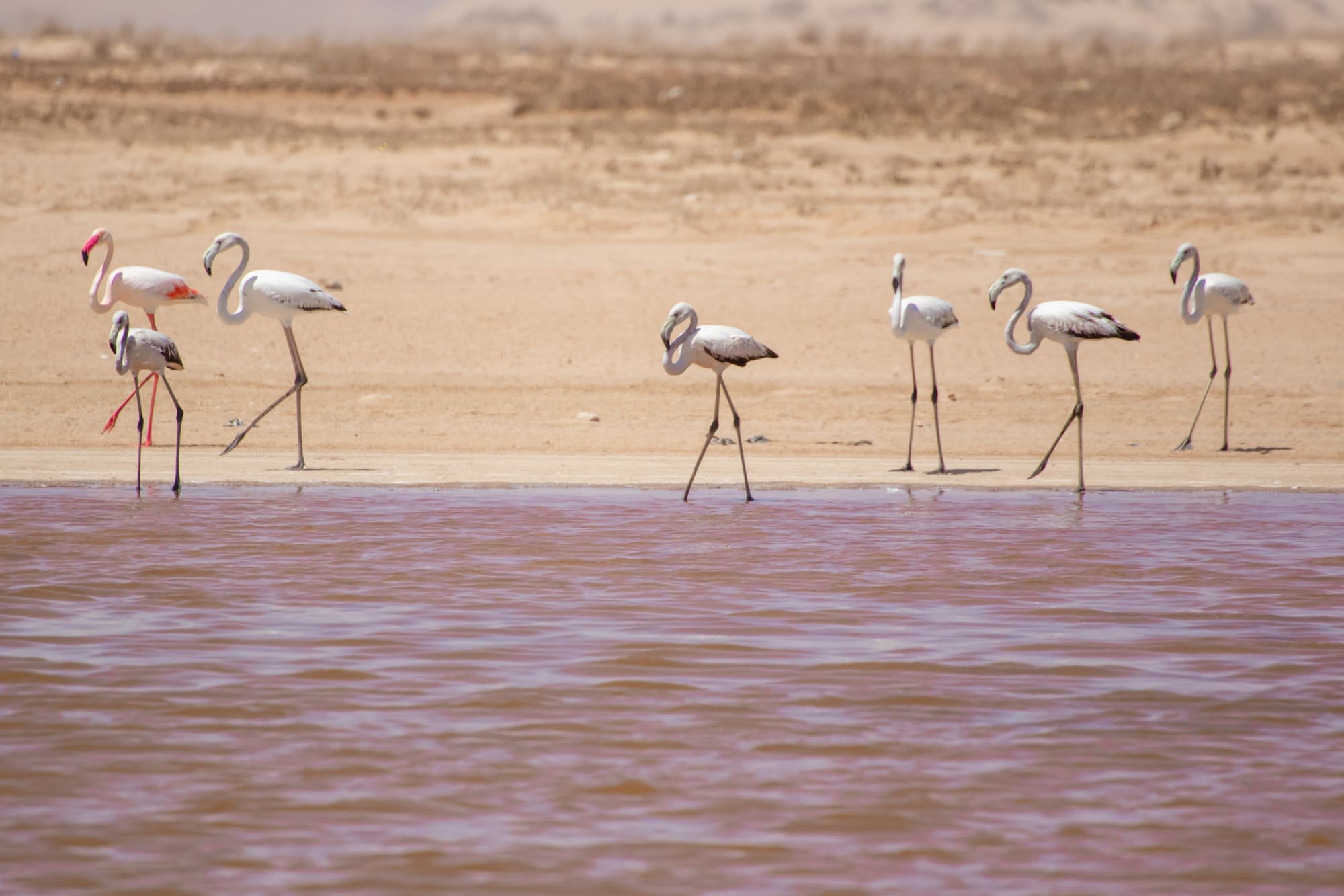 Von Muscat nach Salalah: Omans bestgehütetes Geheimnis: Oman Pinke Lagune