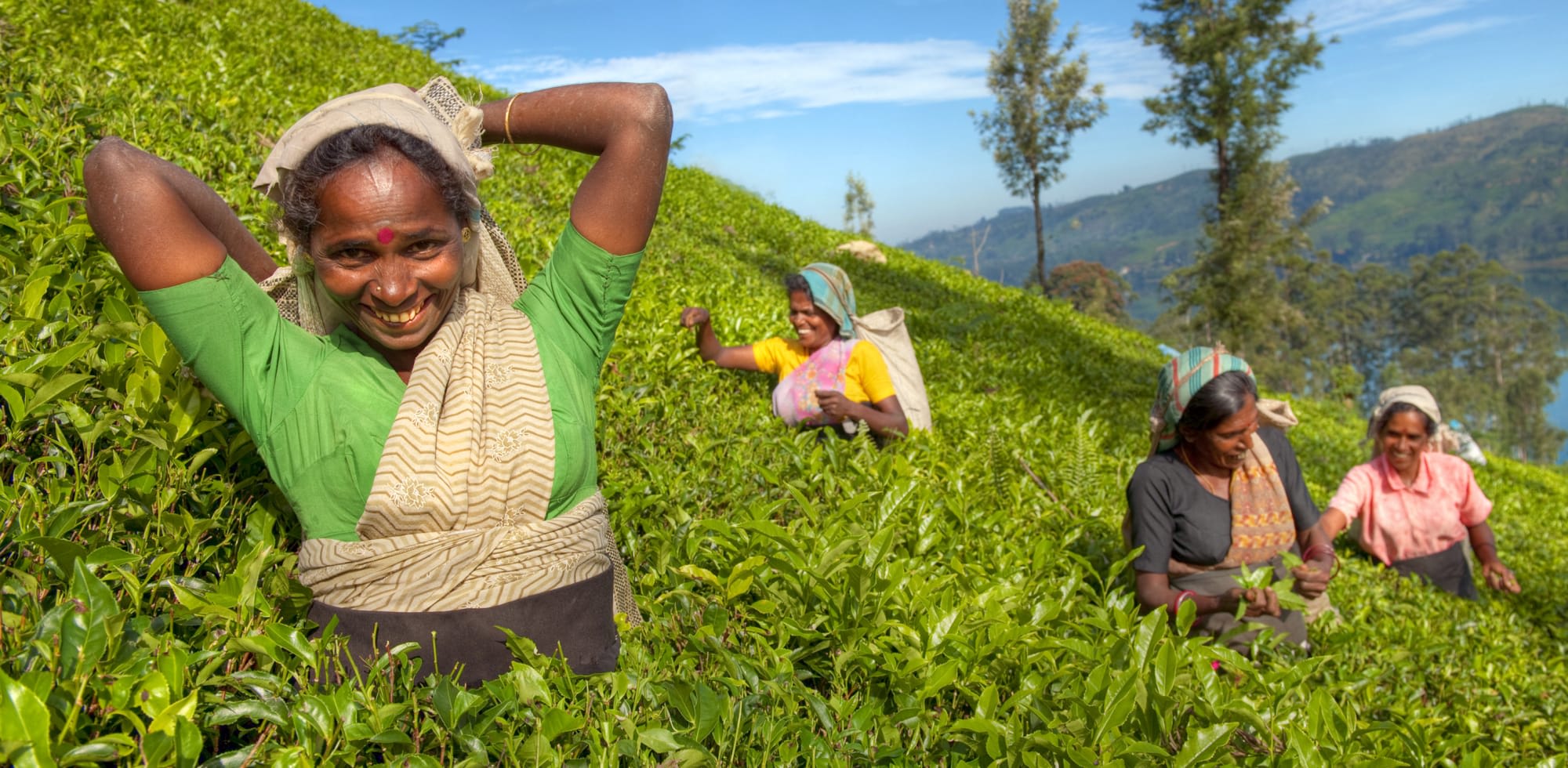 Hochland & Wildnis erleben ab Colombo: Sri Lanka Teepflückerinnen