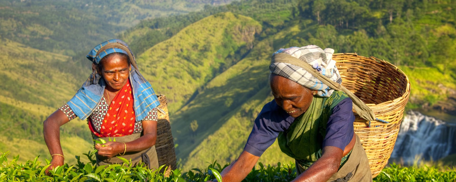 Hochland & Wildnis erleben ab Colombo: Sri Lanka Teeplantage