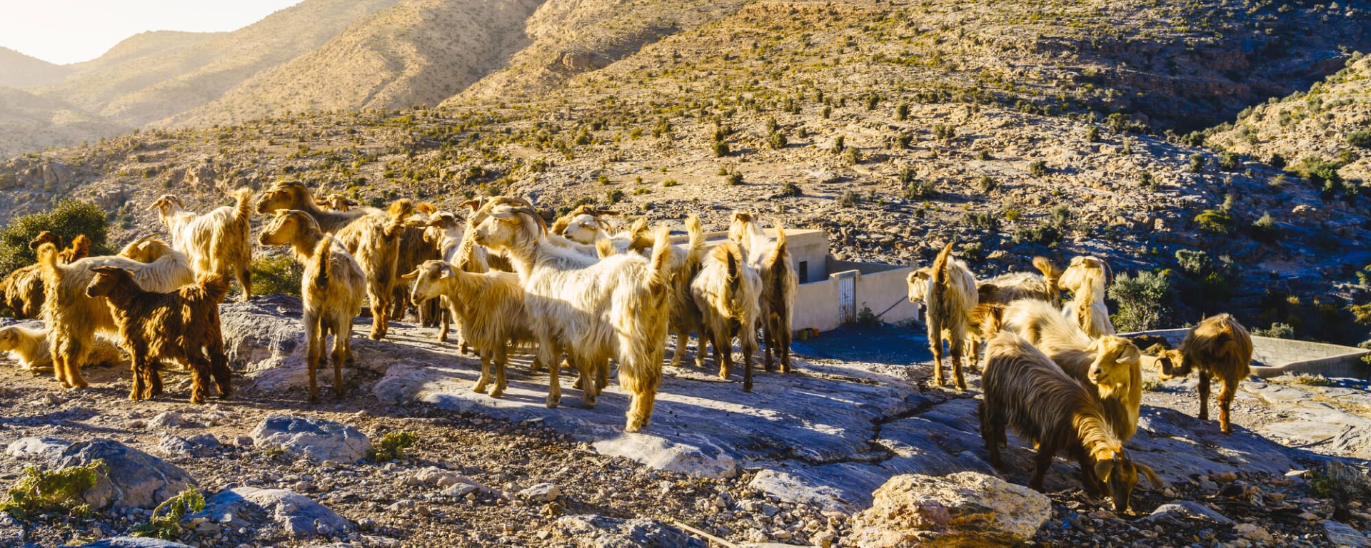 Authentischer Oman ab Muscat: Oman Jebel Akhdar