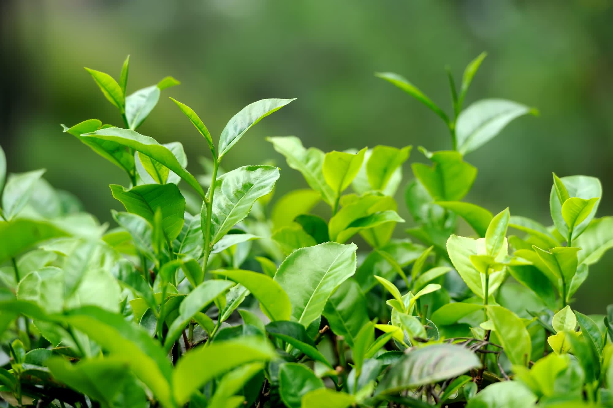 Hochland & Wildnis erleben ab Colombo: Sri Lanka Teepflanze