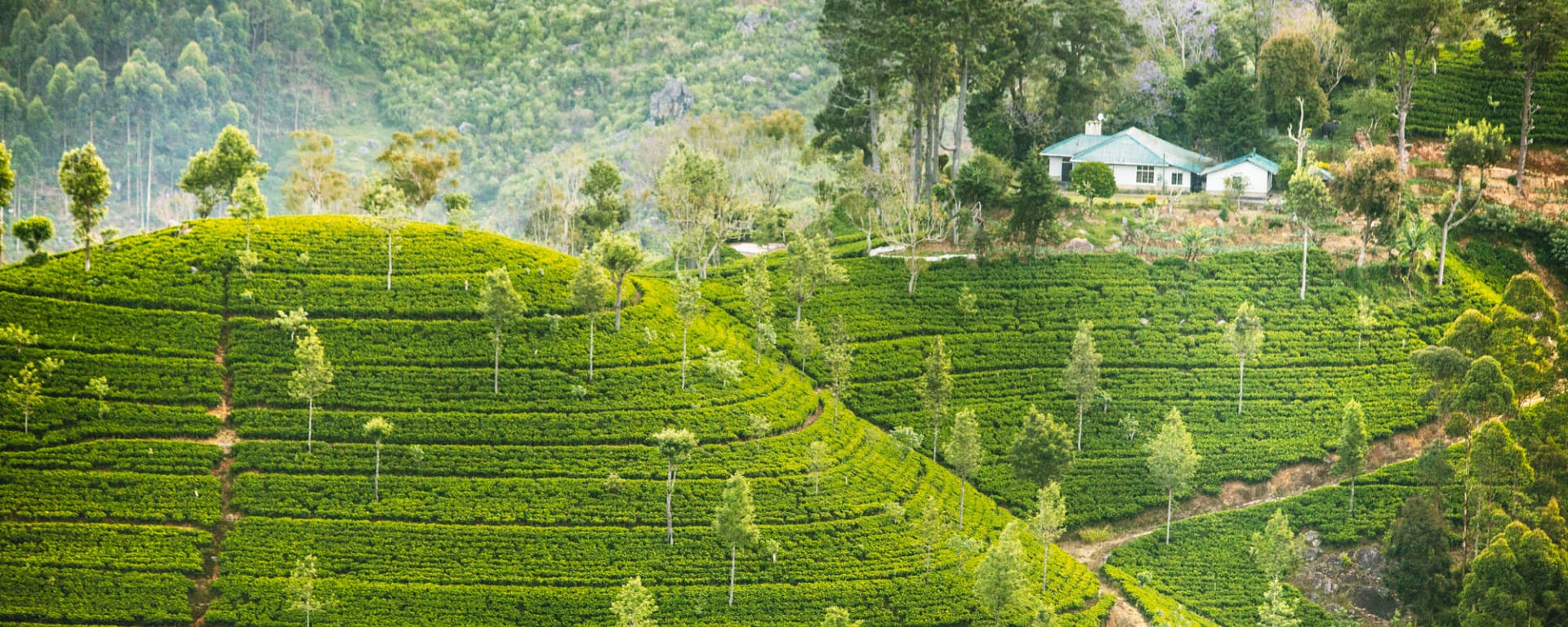 Hochland & Wildnis erleben ab Colombo: Sri Lanka Teeplantage