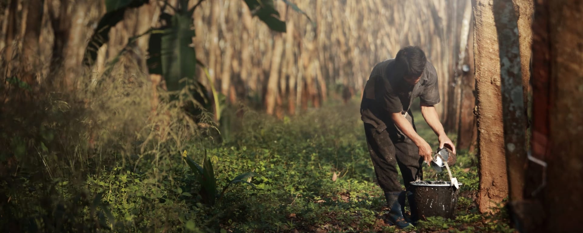 Bali mal anders ab Süd-Bali: Indonesien Bali Kautschuk Plantage