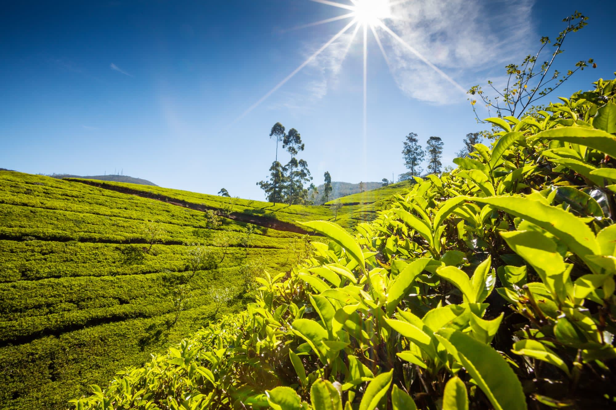 Hochland & Wildnis erleben ab Colombo: Sri Lanka Teeplantage
