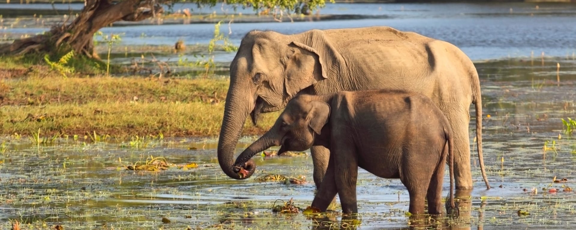 Hochland & Wildnis erleben ab Colombo: Sri Lanka Yala Nationalpark Elefanten