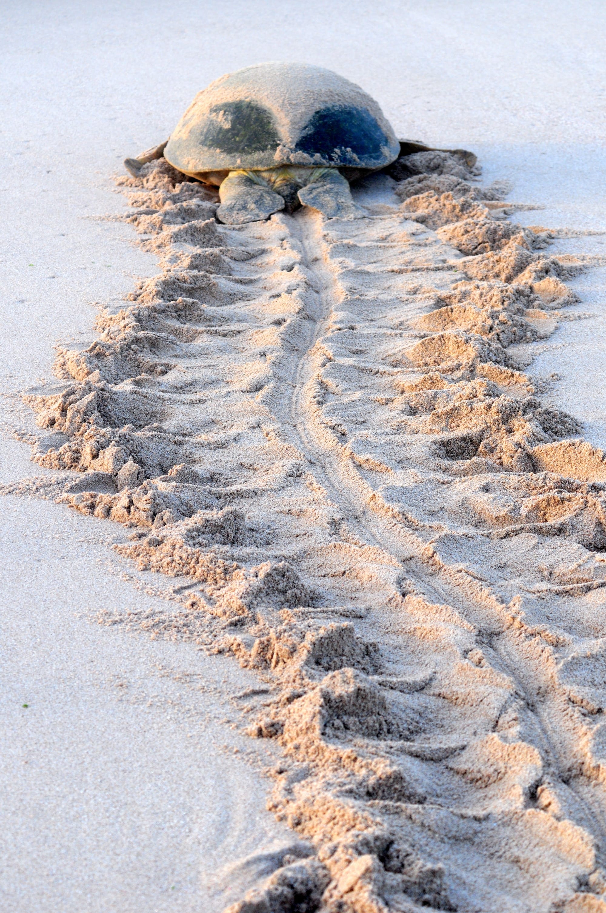 Offroadtour: Oman mal anders ab Muscat: Oman Ras al Jinz Schildkröte