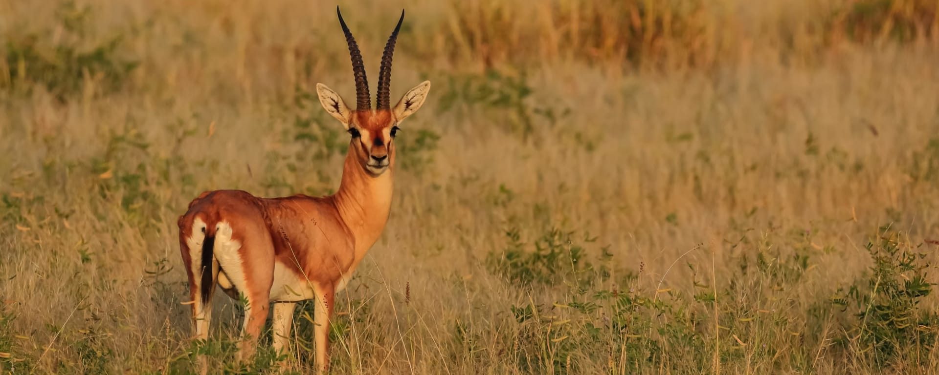 Wildes Jawai ab Udaipur & Umgebung: Indien Nationalpark Chinkara