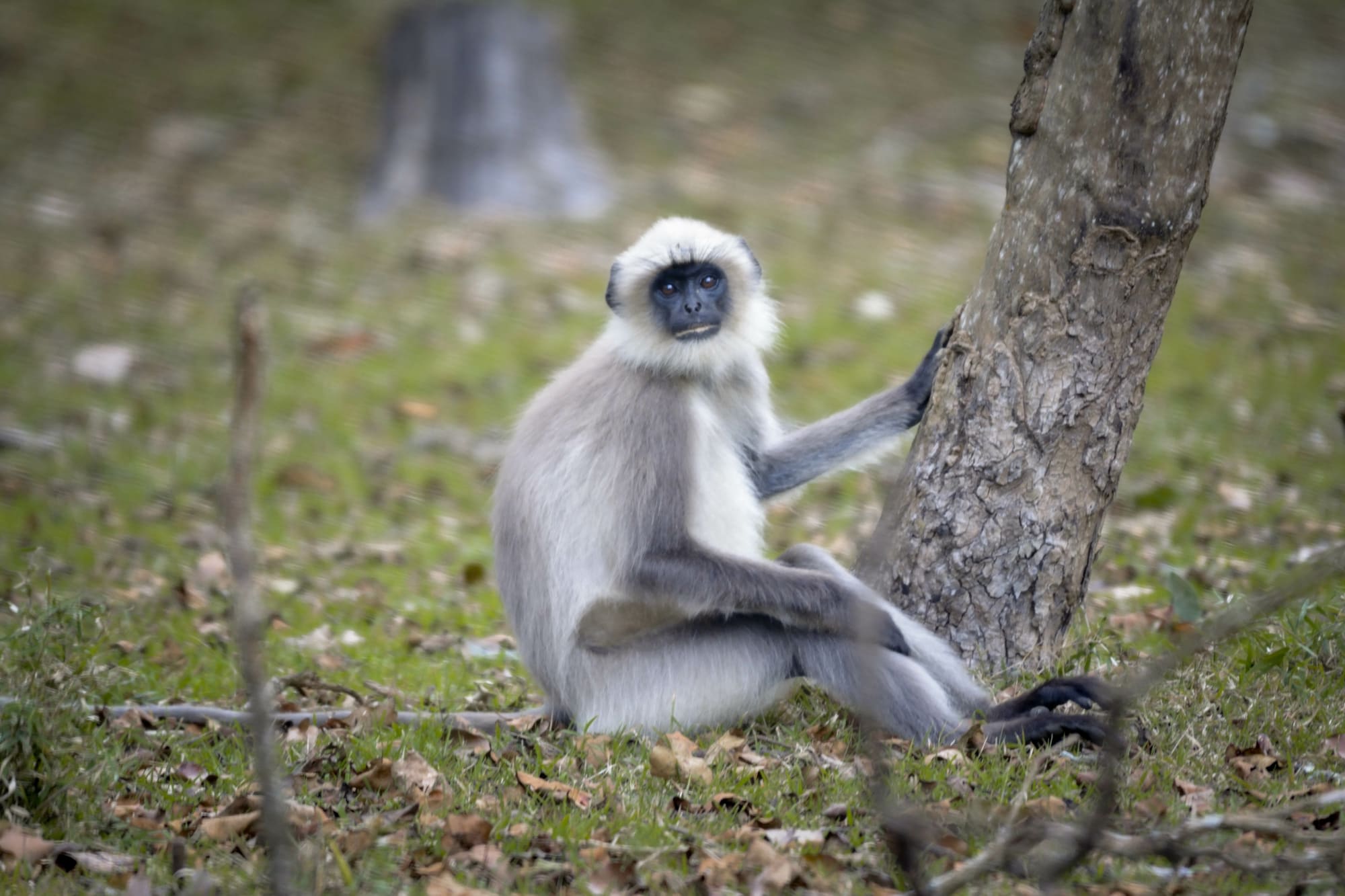 Tempel & Tierwelt Nordindiens ab Delhi: Indien Nationalpark Hanuman-Langur