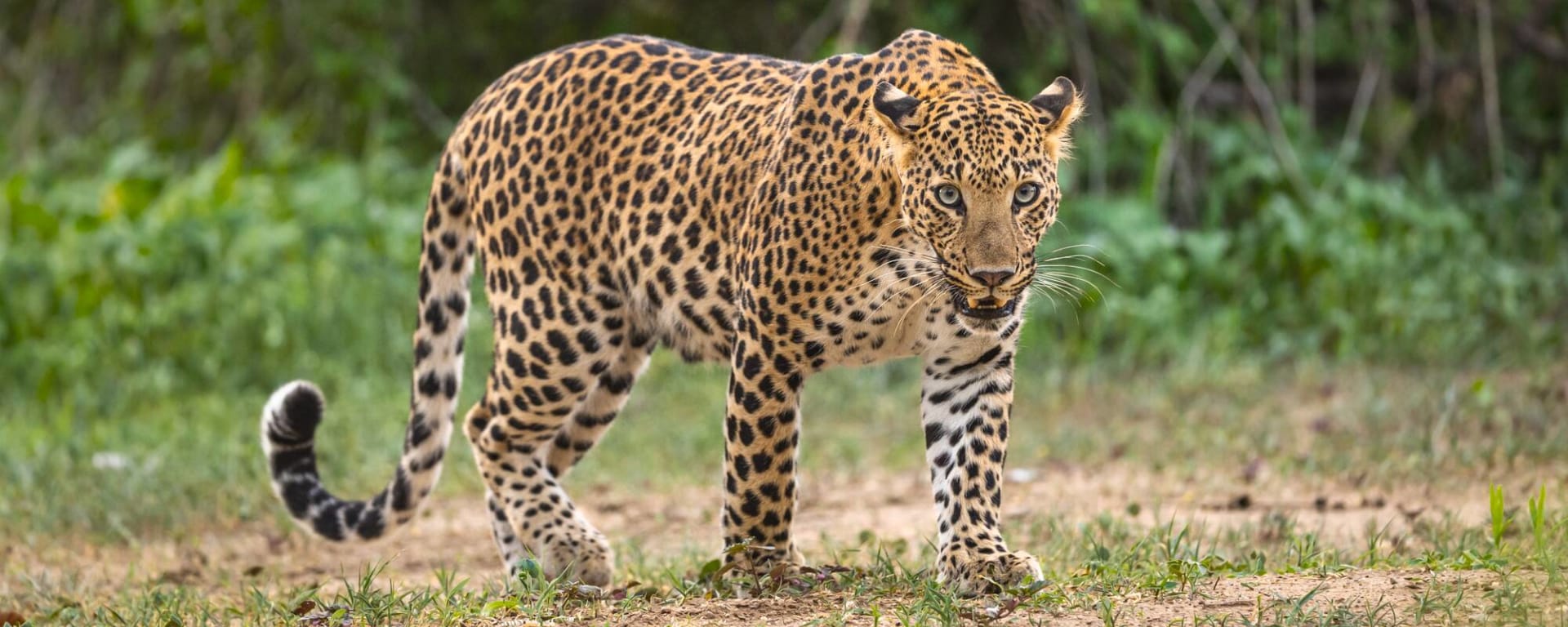Wildes Jawai ab Udaipur & Umgebung: Indien Nationalpark Leopard