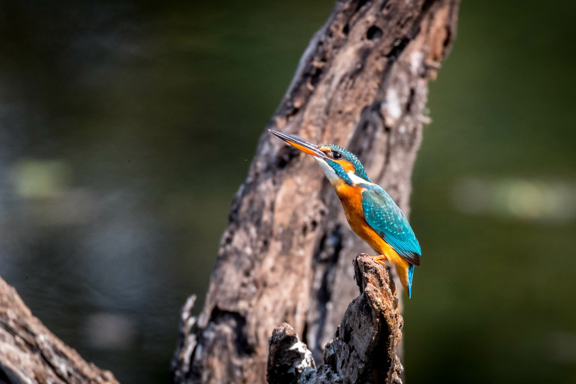 Wildes Jawai ab Udaipur & Umgebung: Indien Nationalpark Kingfisher