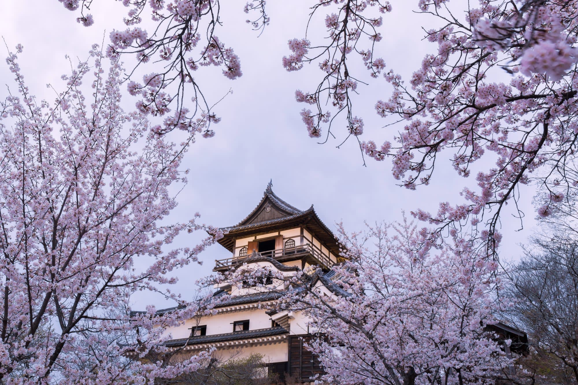 Japan auf neuen Wegen ab Tokio: Japan Inuyama Burg