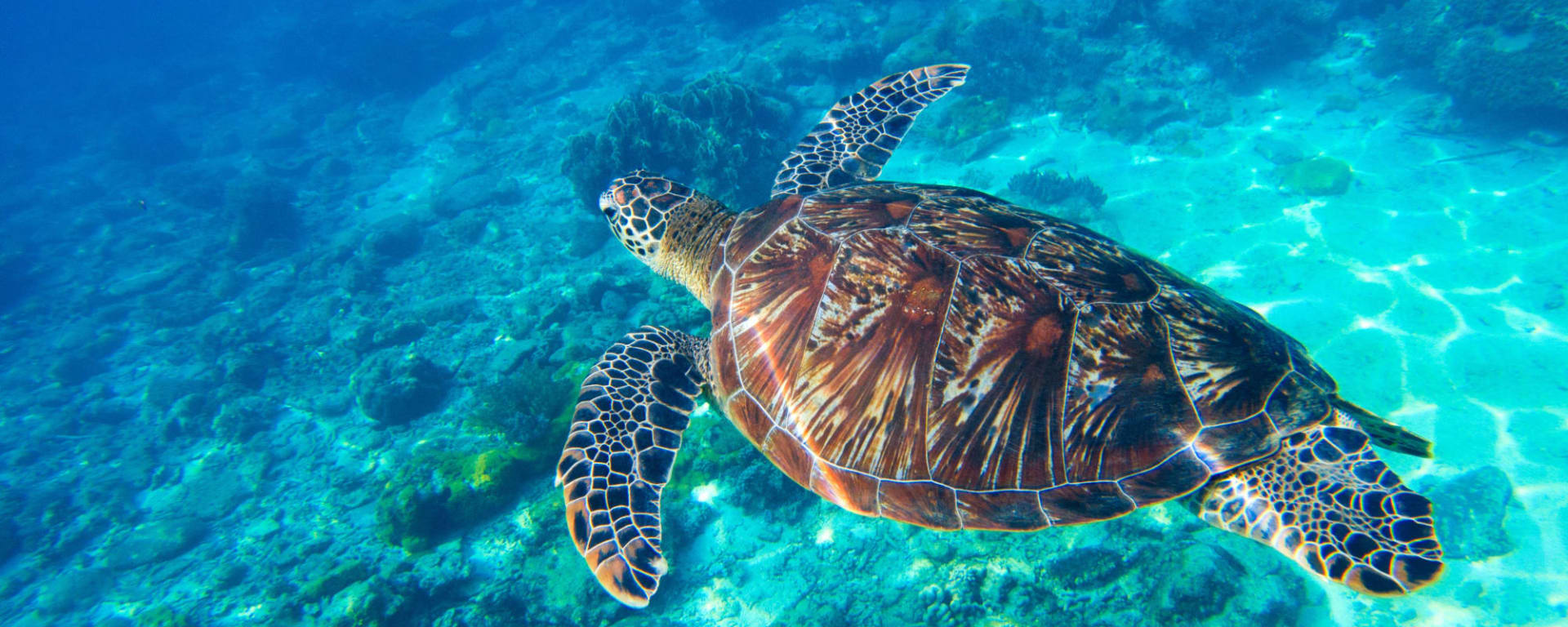 Klassisches Palawan: Philippinen Palawan Unterwasserwelt