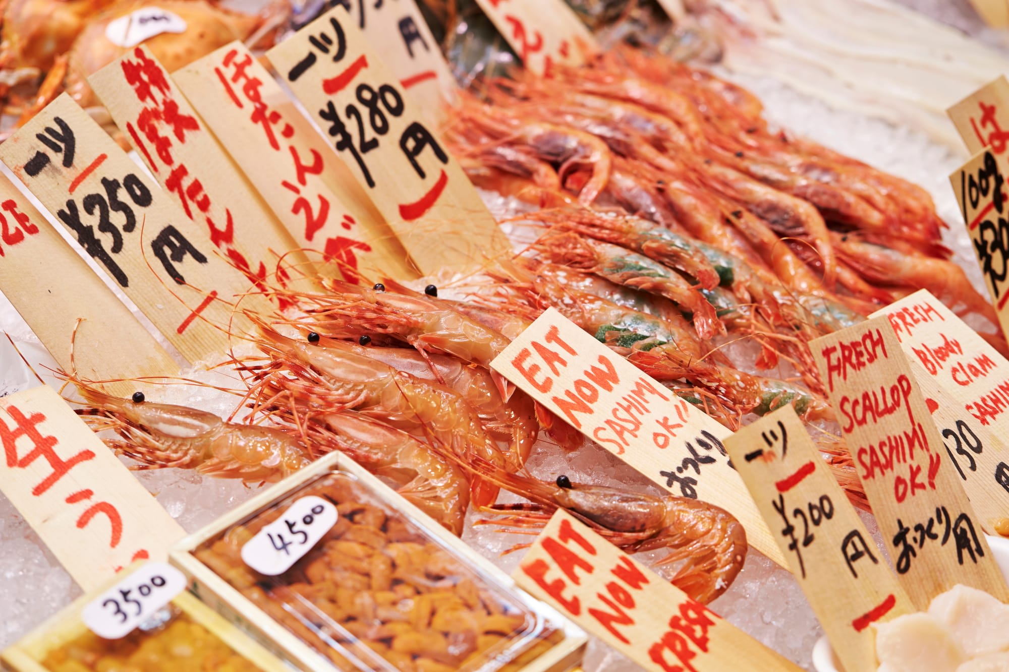 Japans Goldene Route ab Tokio: Japan Tokio Tsukiji Fischmarkt