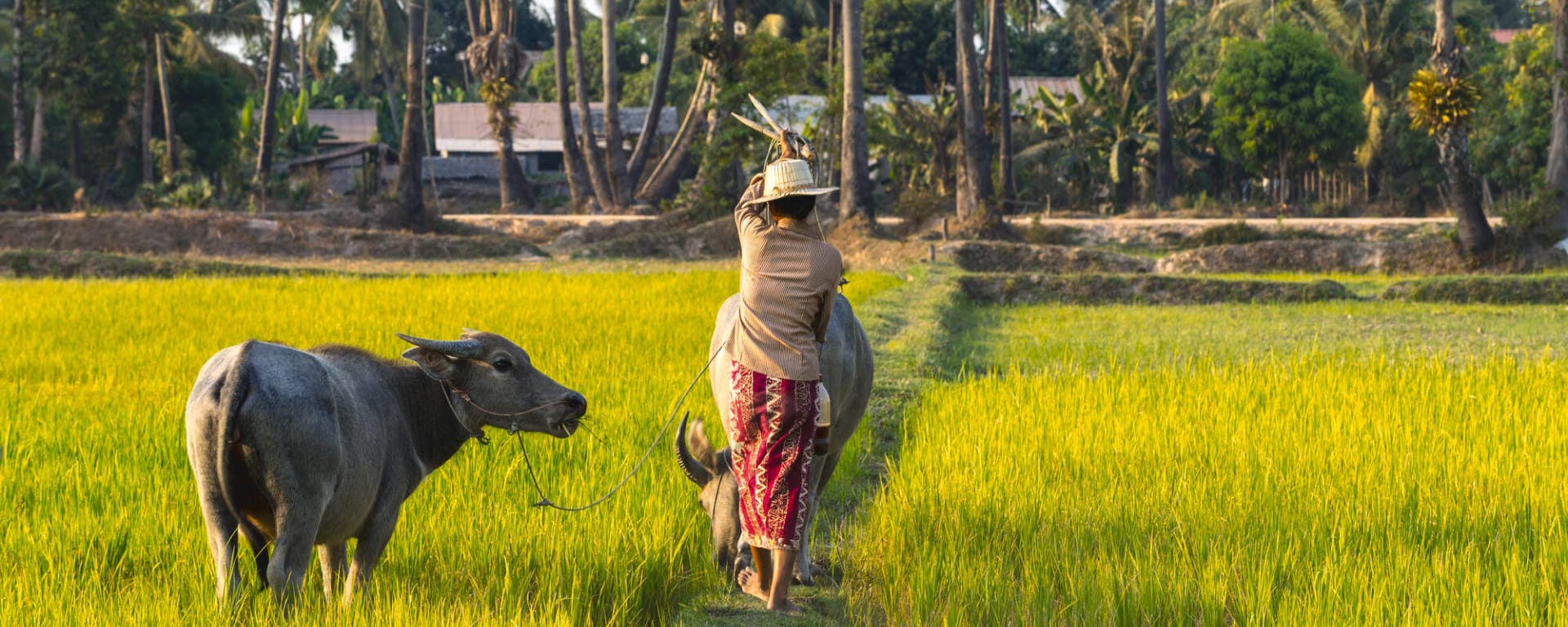 Kambodscha mal anders ab Siem Reap: Kambodscha Battambang Reisfeld