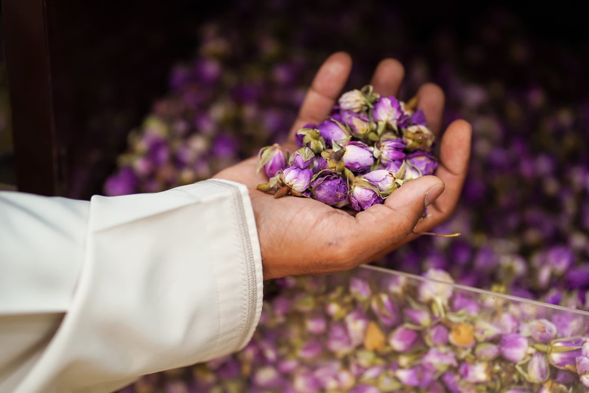 Oman mit allen Sinnen ab Muscat: Oman Rosenblüten