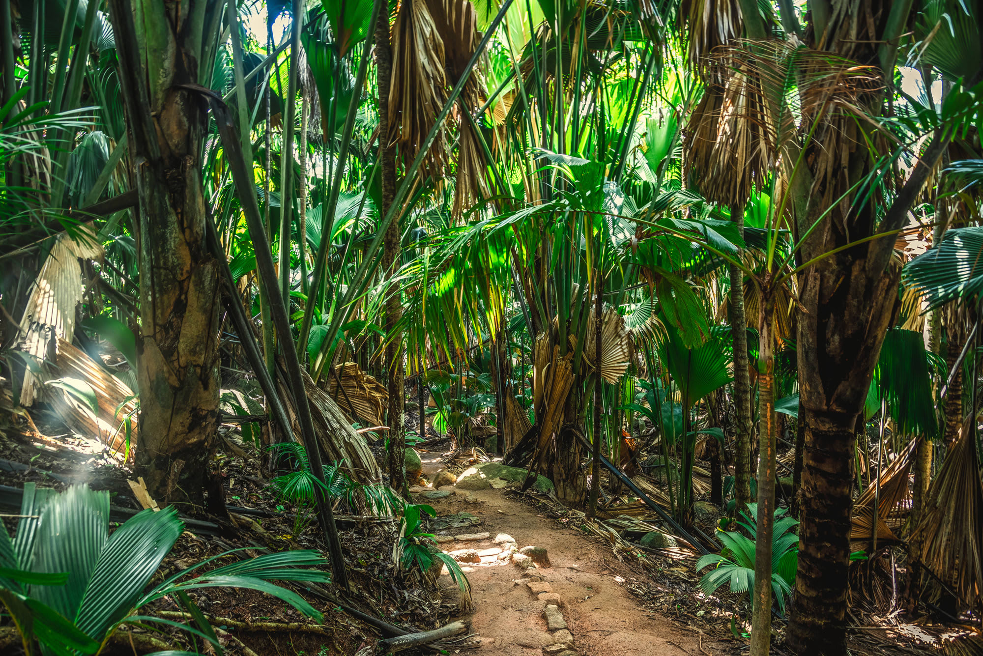 Cocktail Créole ab Mahé: Seychellen Praslin Vallee de Mai