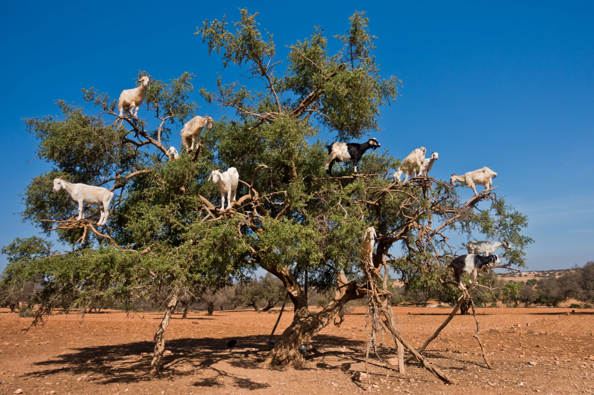 Argan, Wein & Safran ab Marrakesch: Marokko Arganbaum Ziegen
