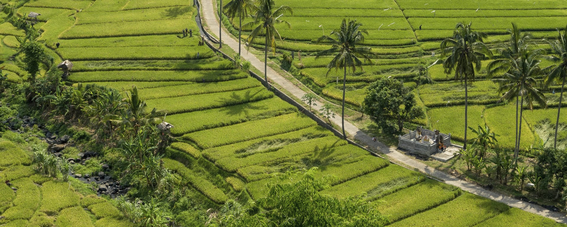 Natur & Kultur Tabanan ab Süd-Bali: Indonesien Bali Tabanan Reisfeld