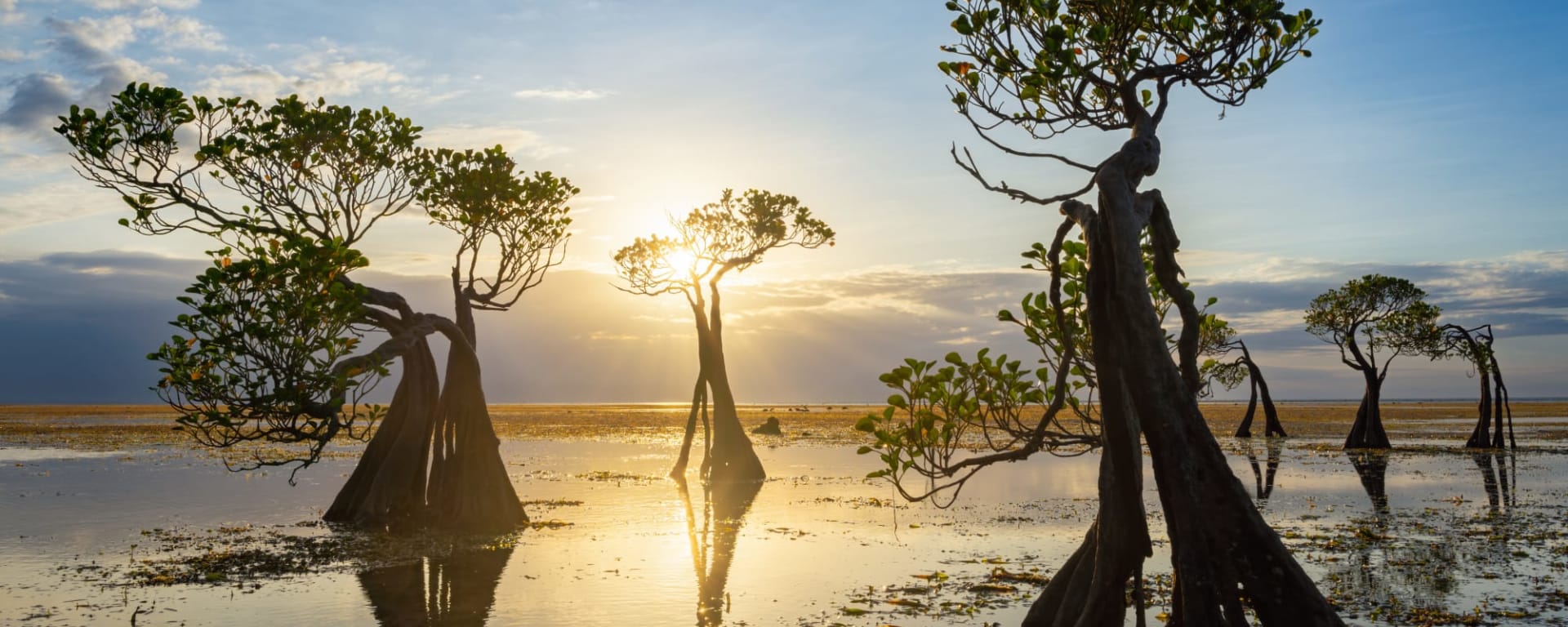 Unbekanntes Sumba: Indonesien Sumba tanzende Mangroven