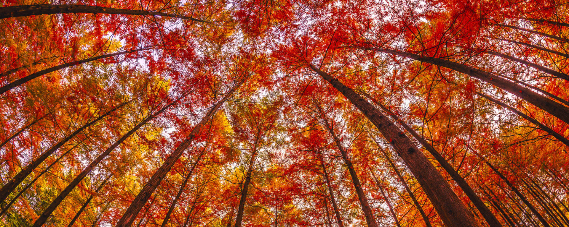 Südkoreas Nationalparks ab Seoul: Südkorea Nami Island Herbstwald