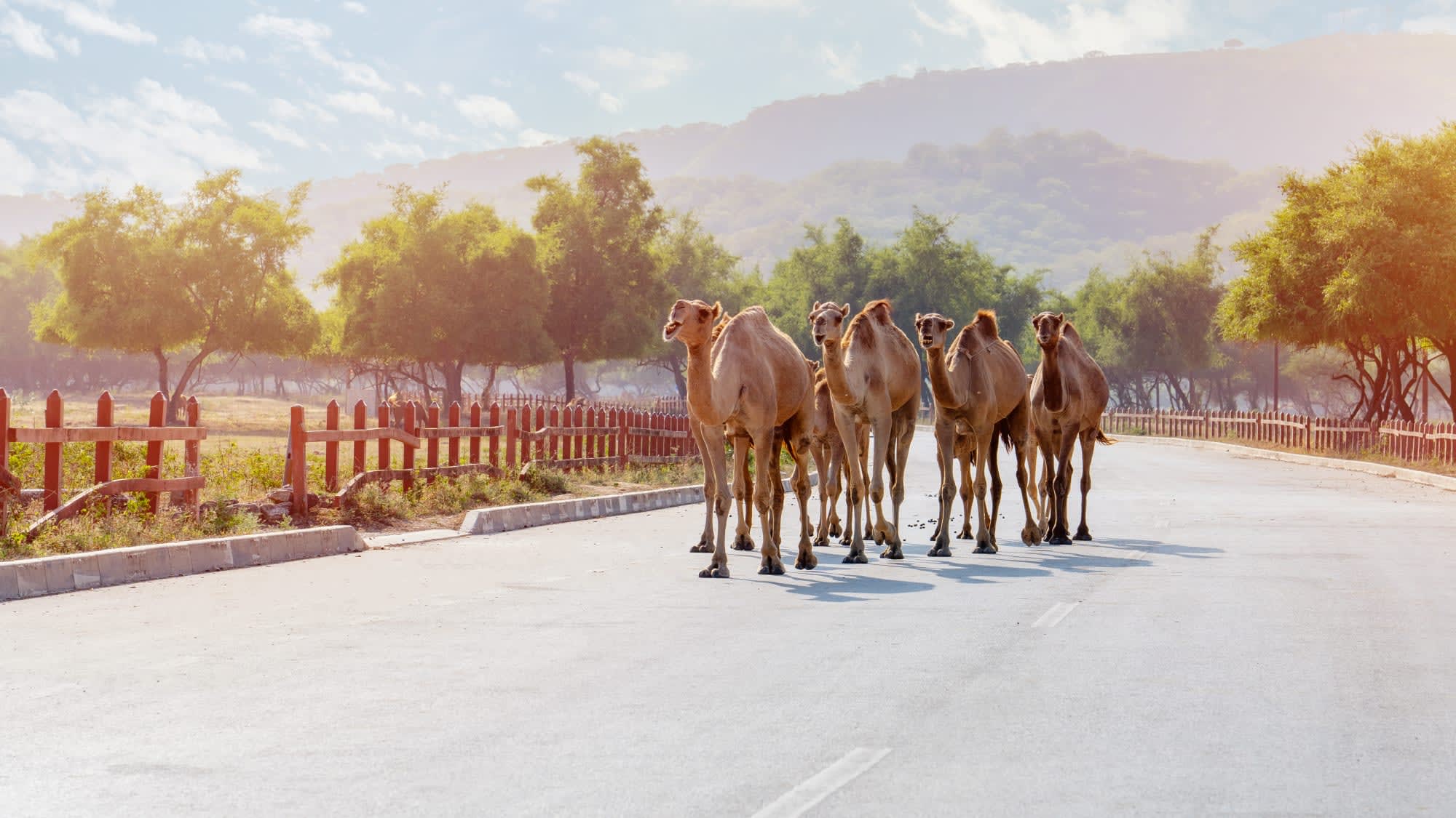 Auf den Spuren der Weihrauchroute ab Salalah: Oman Salalah Kamele auf der Strasse