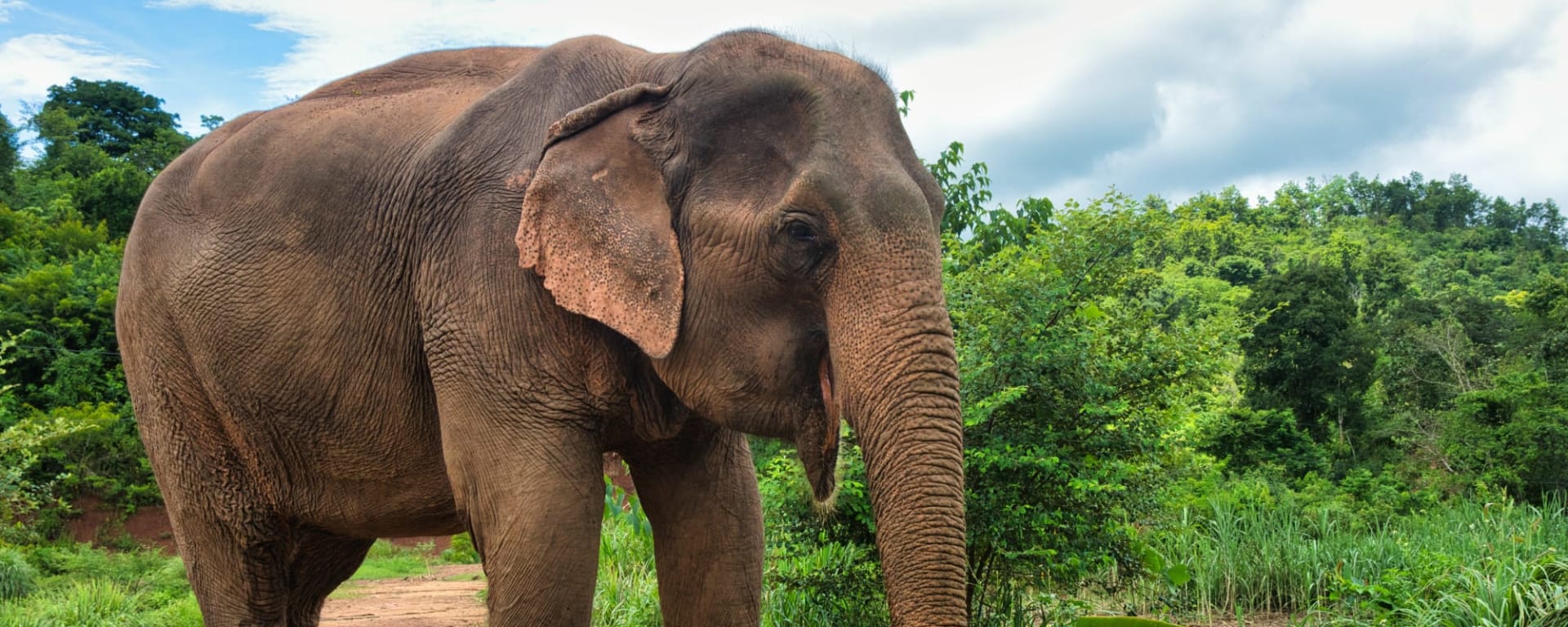 Laos mal anders ab Vientiane: Laos Luang Prabang Elefant
