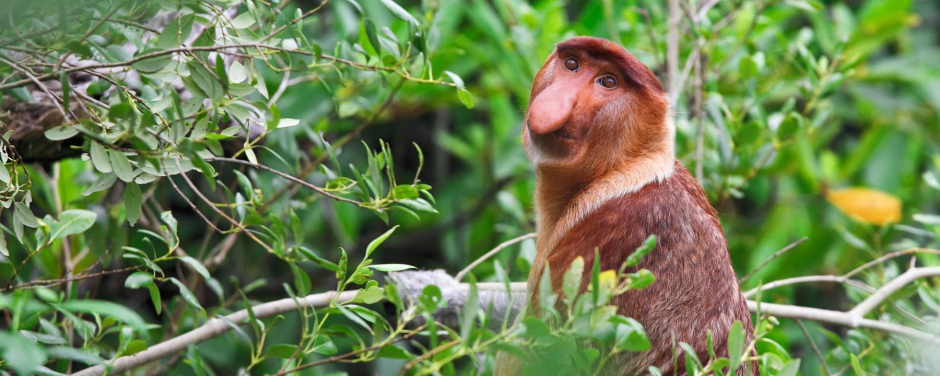 Höhepunkte Borneos inkl. Brunei ab Kuching: Borneo Sarawak Bako Nationalpark Nasenaffe