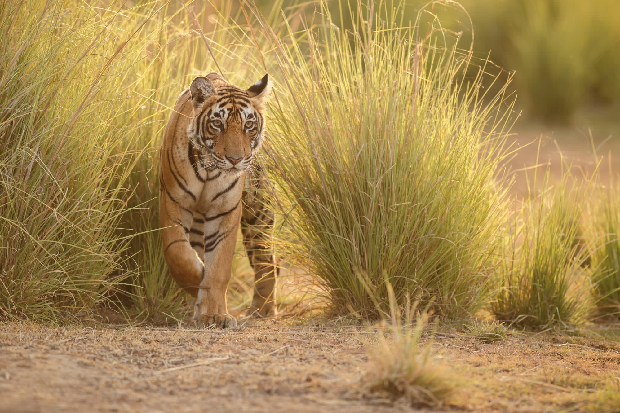 Erlebnis Indien mit Ganges ab Delhi: Indien Ranthambhore Nationalpark Tiger