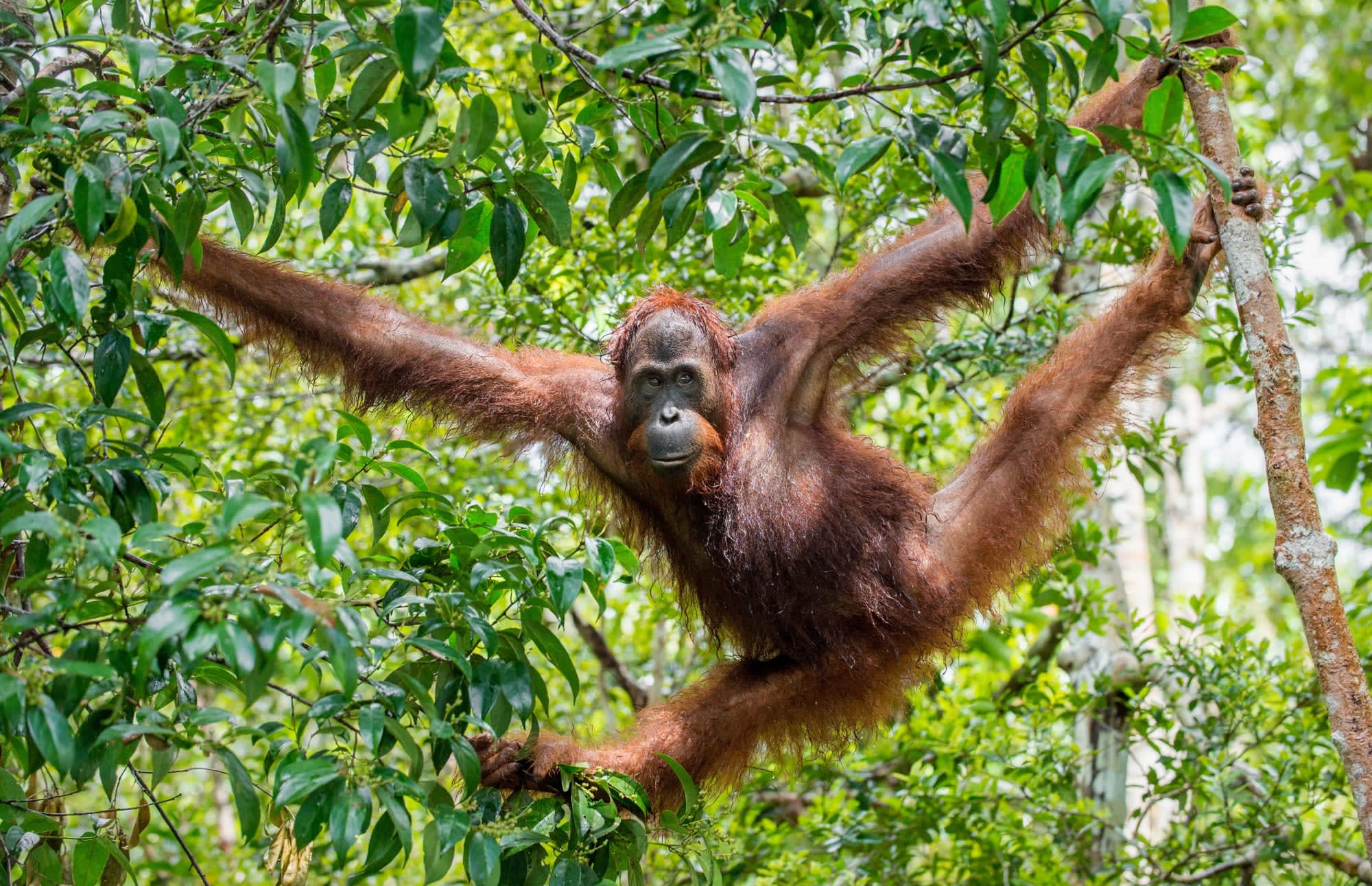 Höhepunkte Borneos inkl. Brunei ab Kuching: Borneo Orang Utan