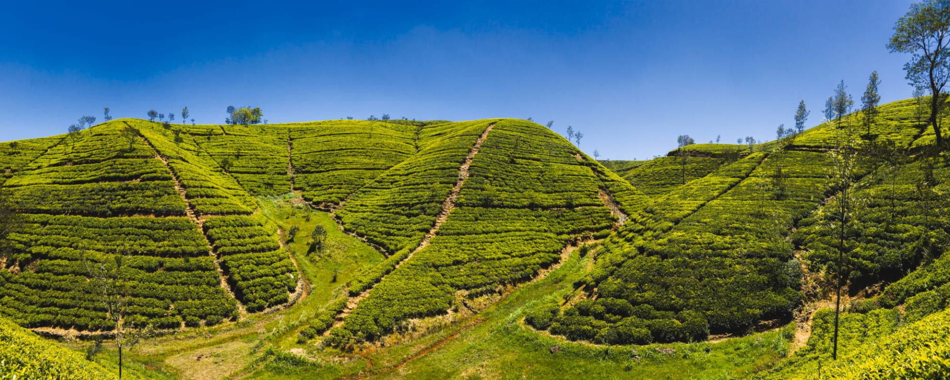 Teardrop Trails ab Nuwara Eliya: Sri Lanka Teeplantage