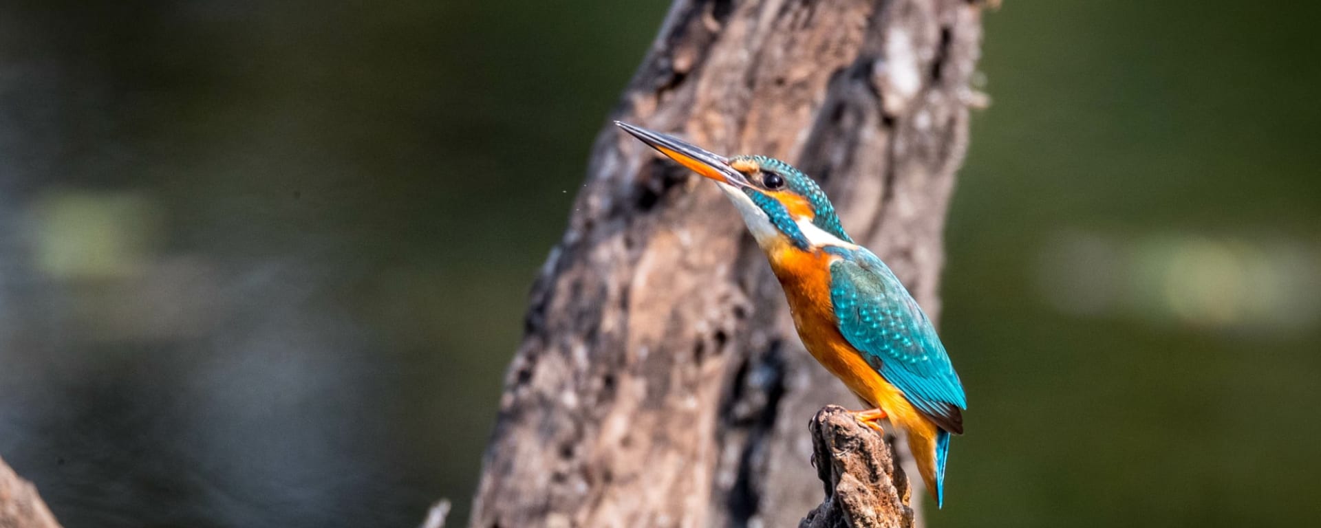 Tempel & Tierwelt Nordindiens ab Delhi: Indien Nationalpark Kingfisher